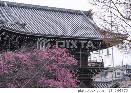 京都興正寺:梅花盛開和三門 京都興正寺:梅花盛開和三門 124244873