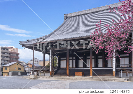 京都興正寺：紅梅盛開與禦榮堂 124244875