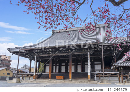 京都興正寺:紅梅盛開與禦榮堂 京都興正寺:紅梅盛開與禦榮堂 124244879