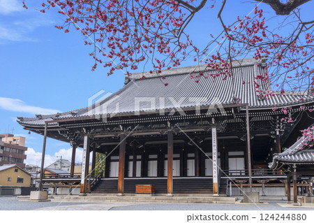 京都興正寺:紅梅盛開與禦榮堂 京都興正寺:紅梅盛開與禦榮堂 124244880