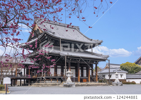京都興正寺:紅梅盛開和阿彌陀堂 京都興正寺:紅梅盛開和阿彌陀堂 124244881
