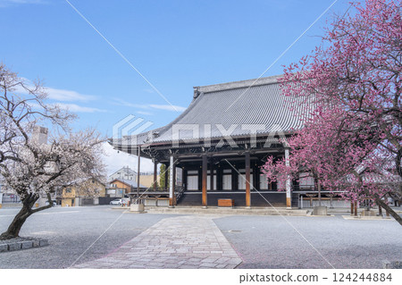 京都,興正寺,禦榮堂,周圍盛開著白色和紅色的梅花 京都,興正寺,禦榮堂,周圍盛開著白色和紅色的梅花 124244884