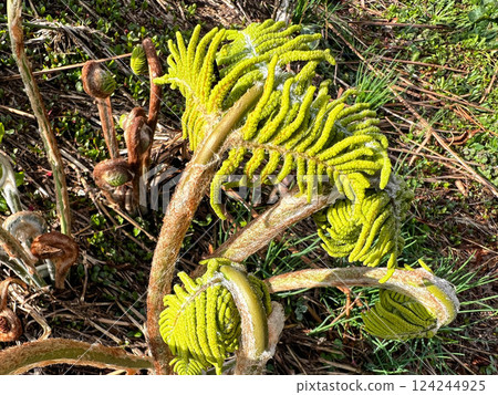 Breath of Spring ~Fresh Spring~ 124244925