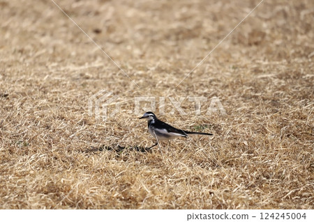 wagtail walking on the ground 124245004