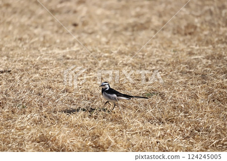 wagtail walking on the ground 124245005