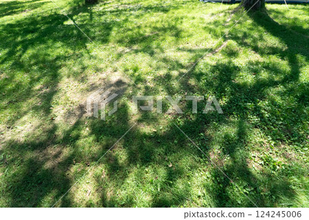 A summer lawn with sunlight filtering through the trees and a pleasant shade A summer lawn with sunlight filtering through the trees and a pleasant shade 124245006
