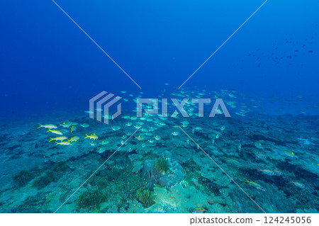 Ukekuchi Ittoudai, Ogasawara, Tokyo Ukekuchi Ittoudai, Ogasawara, Tokyo 124245056