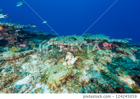 巨型躄魚，小笠原，東京 124245059