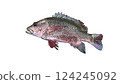 Tropical red fish, mangrove jack (Luciformes truncatcher) illustrated on white background 124245092
