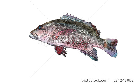 熱帶紅魚,紅樹林傑克(Luciformes truncatcher)在白色背景上說明 熱帶紅魚,紅樹林傑克(Luciformes truncatcher)在白色背景上說明 124245092