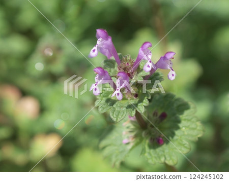 霍托肯諾扎 124245102