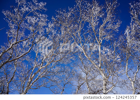 白雪覆蓋的樹木和藍天的冬季風景 124245357