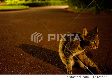 Stray cat sitting on the roadside at night 124245362