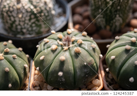 Close up Astrophytum asterias cactus with small flower bud. Close up Astrophytum asterias cactus with small flower bud. 124245387