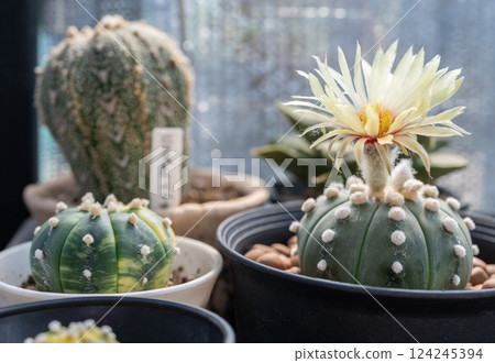 Astrophytum cactus with flower blooming. Astrophytum cactus with flower blooming. 124245394