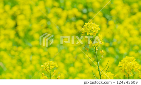 強姦開花 強姦開花 124245609