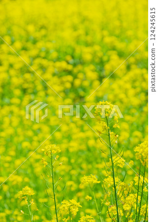 強姦開花 124245615