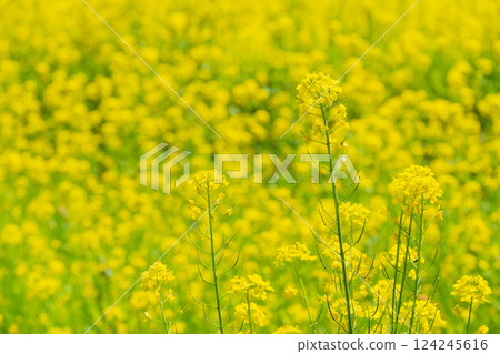 Rape blossoms 124245616