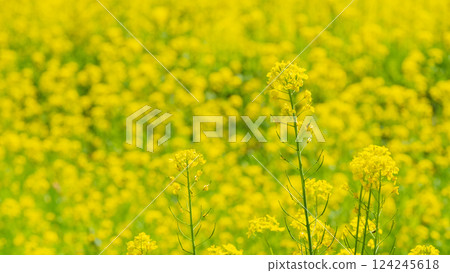 Rape blossoms 124245618