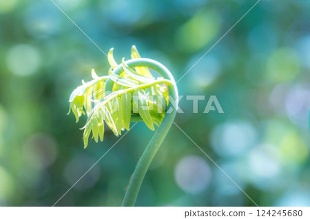 春天的氣息 〜蕨類植物〜 春天的氣息 〜蕨類植物〜 124245680