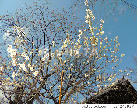 Hirose Shrine: The Eternal Plum Blossoms 124245937