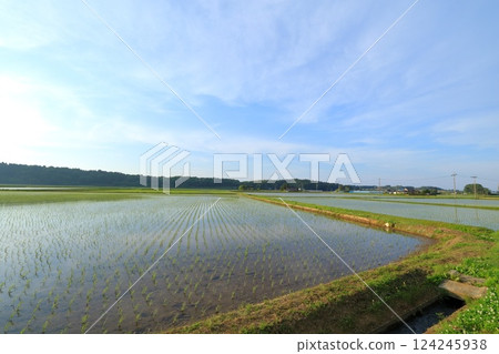 Countryside scenery with rice field Countryside scenery with rice field 124245938
