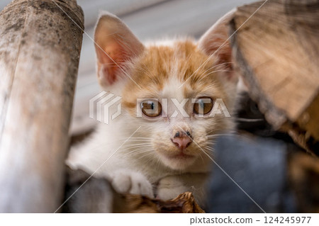 Whimsical kitten - name is Kuu Whimsical kitten - name is Kuu 124245977