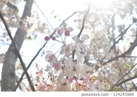 pink shower flower or wishing tree tropical plant blooming in garden 124245989