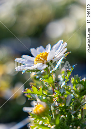 Aster basking in the early spring sunshine 124246150