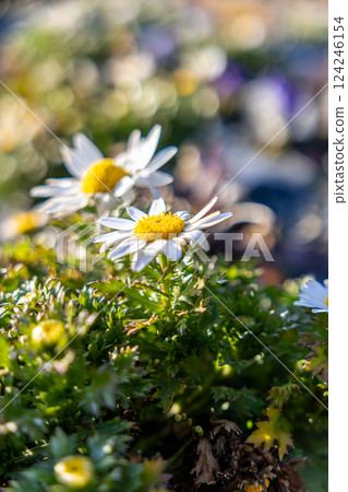 Aster basking in the early spring sunshine Aster basking in the early spring sunshine 124246154