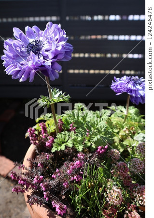 紫色海葵在春天的陽光下綻放 124246478