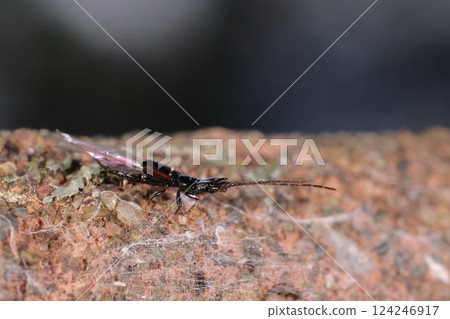 Living creatures, insects, flat-headed stag beetle, 5 mm long and flat. A pair of impressive horns above the eyes, large mandibles Living creatures, insects, flat-headed stag beetle, 5 mm long and flat. A pair of impressive horns above the eyes, large mandibles 124246917