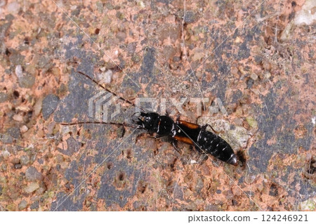生物：昆蟲：扁頭隱翅蟲，腹部露出。當後翅折疊起來時，它看起來就像蠼螋。 124246921