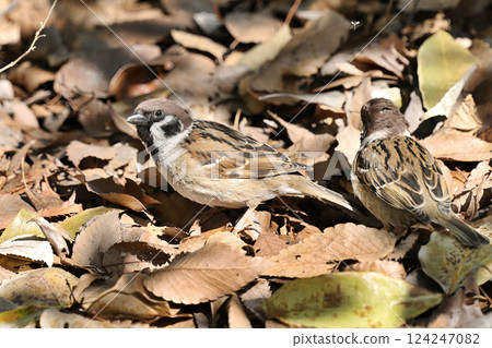 麻雀在玩落葉 麻雀在玩落葉 124247082