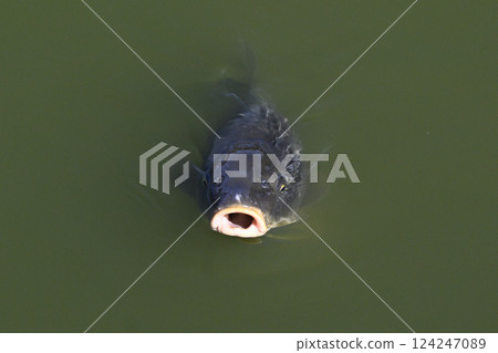 鯉魚 鯉魚 124247089