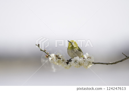 白梅花和中世紀 124247613