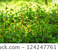Vibrant new shoots of Enkianthus campanulatus 124247761