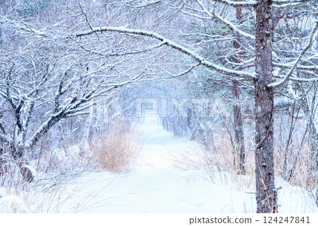 [Nagano Prefecture] Hijiri Plateau in Winter 124247841