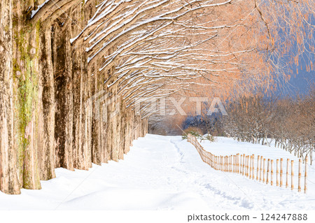 [Shiga Prefecture] Metasequoia Tree Line in Winter 124247888