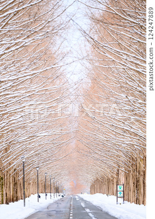 【滋賀縣】冬季的水杉林蔭道 124247889