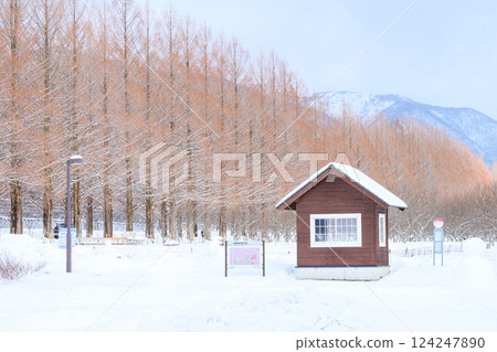 【滋賀縣】冬季的水杉林蔭道 124247890