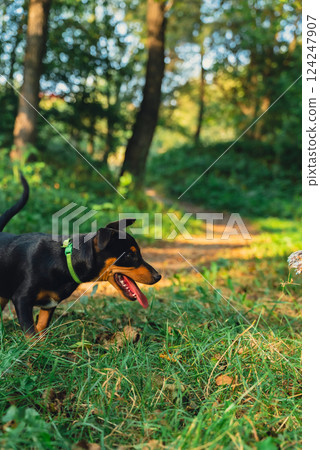 Deutscher Jagdterrier dog playing outside with ball. Terrier playing with colorful toy in grass lawn during summer. Pet humanization Deutscher Jagdterrier dog playing outside with ball. Terrier playing with colorful toy in grass lawn during summer. Pet humanization 124247907
