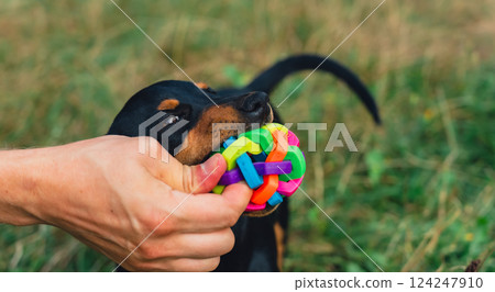 Deutscher Jagdterrier dog playing outside with ball. Terrier playing with colorful toy in grass lawn during summer. Pet humanization 124247910