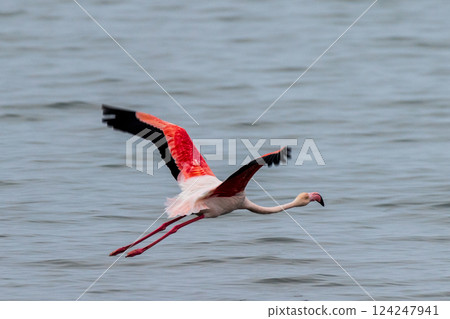 Departing Flamingo in walvis bay 124247941