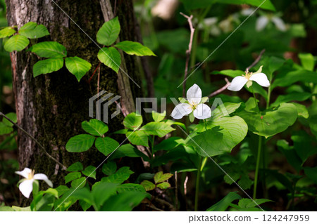 Trillium sieboldii blooms after 10 years in Niikappu Town, Hokkaido [May] 124247959