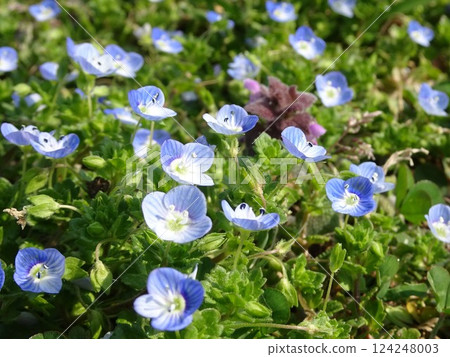 春天小花 春天小花 124248003