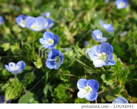 Spring Floret 124248041