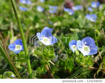 春天小花 春天小花 124248042