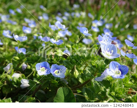 Spring Floret 124248043