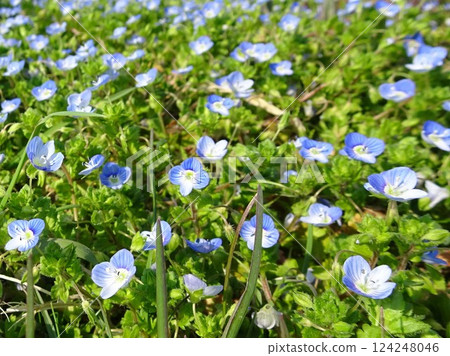 春天小花 春天小花 124248046